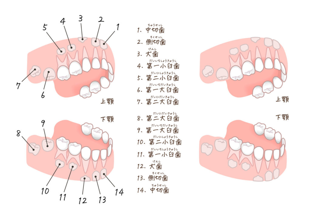 歯の役割・種類